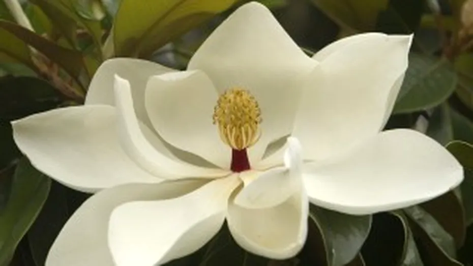 Extractele de magnolie combat respiratia urat mirositoare