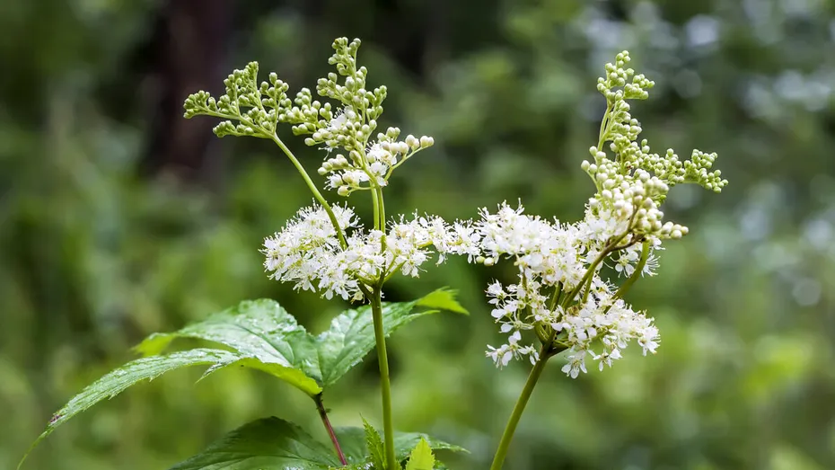 Crețușca, planta considerată „aspirina naturală”. Ce beneficii are și cum se consumă
