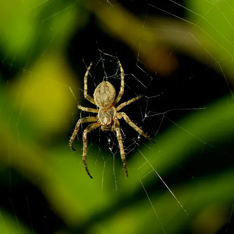 Ce înseamnă când îți apar păianjenii în vis. Semnul care NU trebuie ignorat