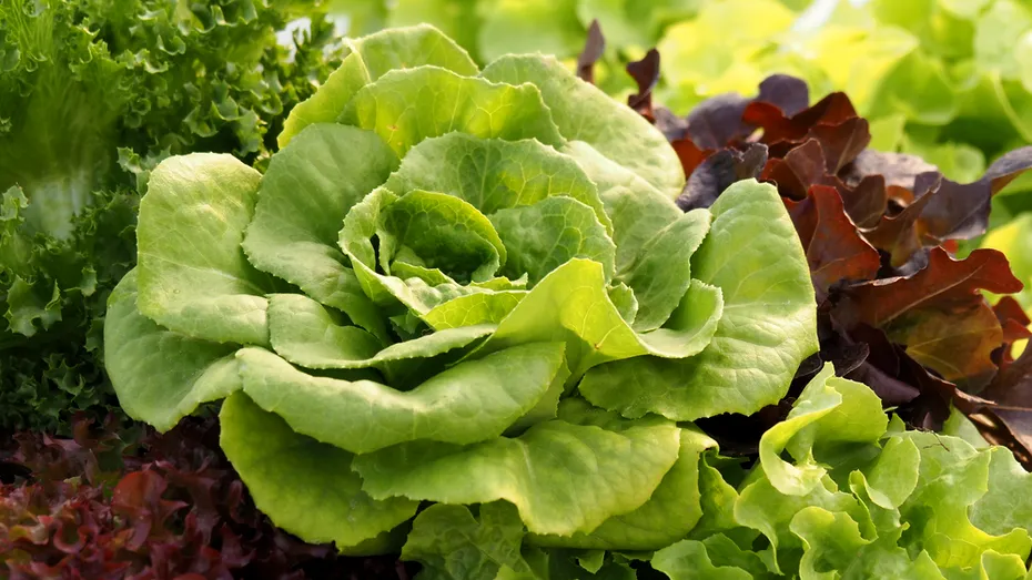 Trucul bunicilor pentru o salată verde sănătoasă: ce să pui la rădăcină ca să nu se îngălbenească frunzele