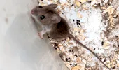 Șoarecii din jurul casei pot răspândi hantavirus? Riscul real ascuns în garaje, magazii și grădini