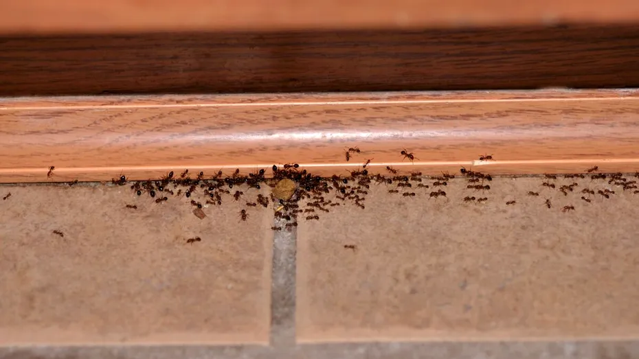 Uită de insecticide: cum un ingredient obișnuit din bucătărie te poate scăpa pentru totdeauna de furnicile din locuință