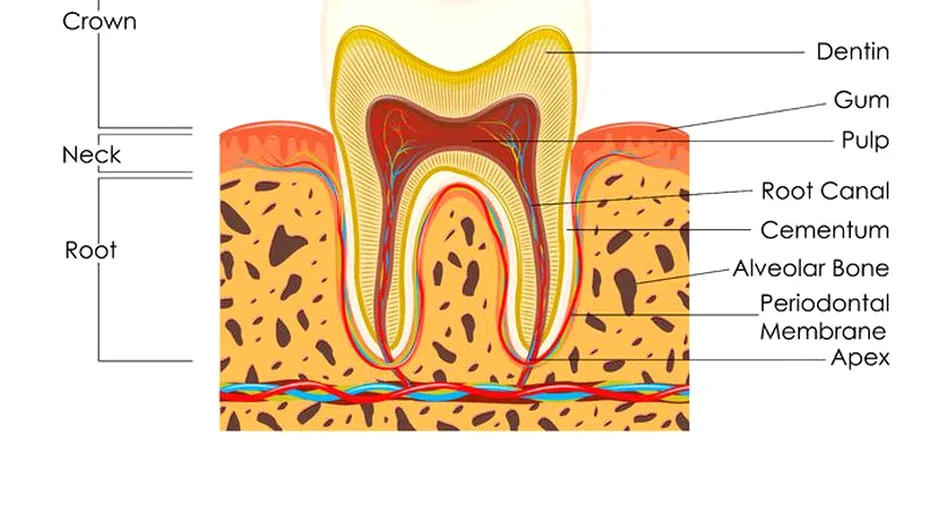 Dinţii: anatomia și grupele de dinţi