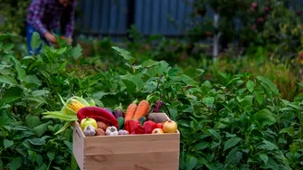 Ce legume să plantezi acum pentru o recoltă bogată în toamnă. Mulți grădinari fac această greșeală!