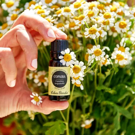 Uleiul de copaiba: remediu natural tradițional folosit pentru vindecarea rănilor și calmarea durerii