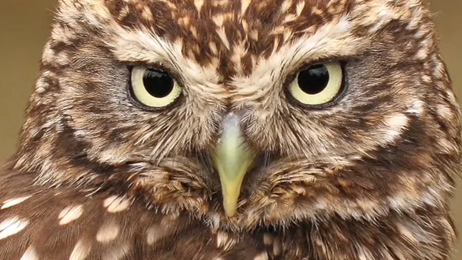 Ce înseamnă, de fapt, când cântă cucuveaua pe casă. Superstiții și sfaturi din popor cu ce trebuie făcut