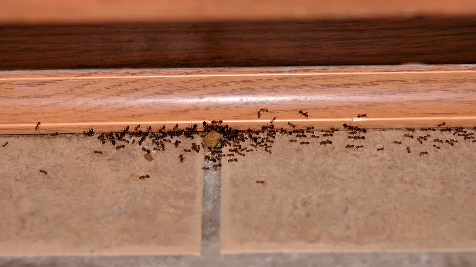 Uită de insecticide: cum un ingredient obișnuit din bucătărie te poate scăpa pentru totdeauna de furnicile din locuință