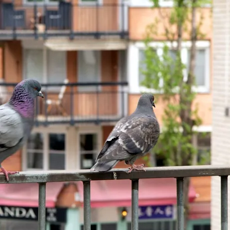 Trucuri pentru a ține porumbeii departe de balcon. Soluții eficiente și blânde pentru a-i îndepărta