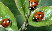 Buburuzele ți-au invadat grădina? Iată de ce nu trebuie să le îndepărtați de pe plante