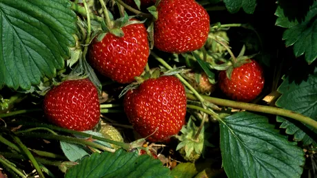 Cum să păstrezi căpșunile proaspete timp de 10 zile! Iată ce să pui în apa cu care le speli