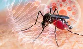 Avertisment OMS pentru turiști: virusul West Nile se extinde în Europa, inclusiv în destinații populare de vacanță