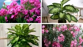 Cele mai periculoase plante pe care nu trebuie să le ții niciodată în casă! Sunt mai rele decât un criminal în serie