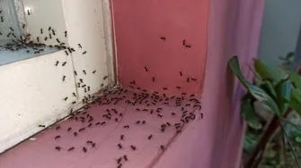 Ce ulei să folosești să scapi de furnici: e bun și împotriva muștelor, termitelor sau căpușelor