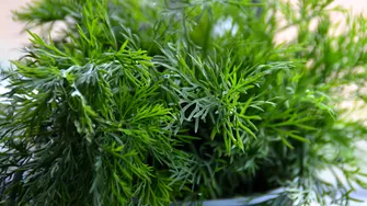 Cum să depozitezi corect verdețurile: trucuri și sfaturi utile