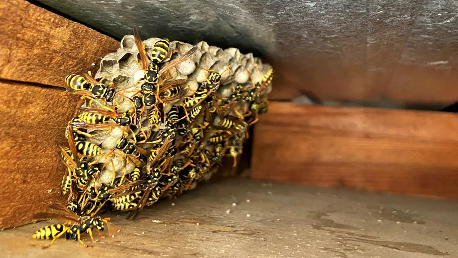 Soluții RAPIDE prin care scapi definitiv de cuiburile de viespi din curte