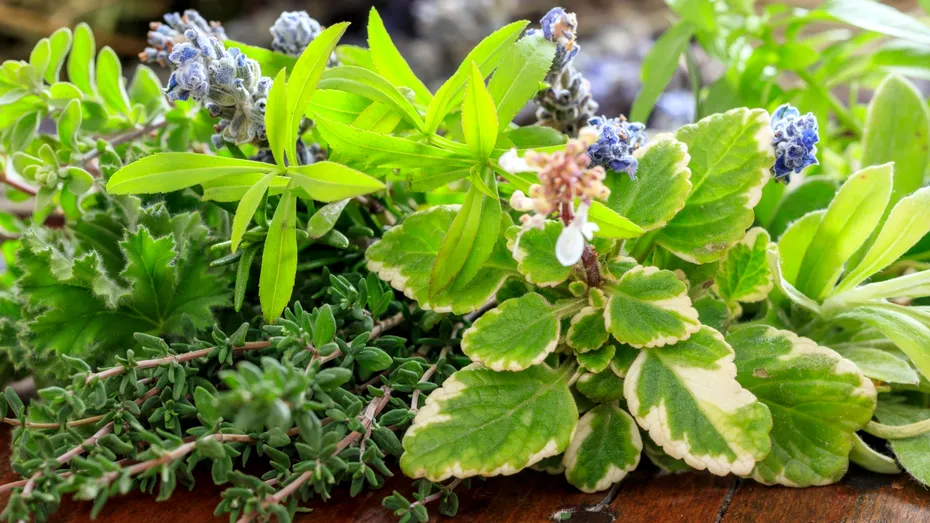 Plantele aromatice care au uimit cercetătorii! Ce au descoperit despre cimbru și rozmarin în studiile despre cancer