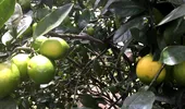 Fructul care poate ajuta la prevenirea pietrelor la rinichi. Mulți îl consumă fără să îi știe beneficiile