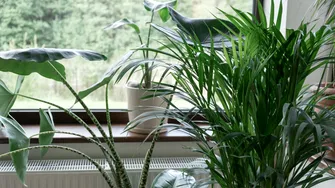 Câte plante de apartament sunt necesare pentru a produce oxigenul consumat de un om. Ce spun specialiștii despre aerul din locuință