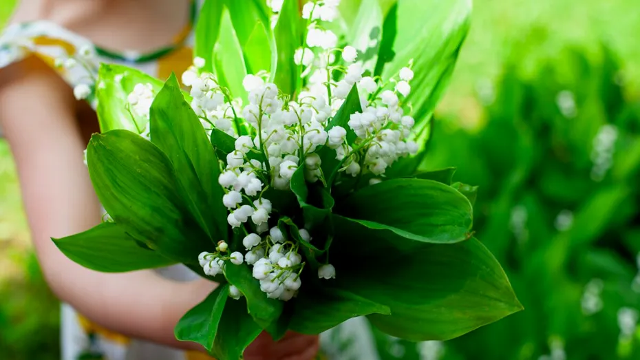 Plantele din grădina ta care pot fi periculoase pentru copii. Sunt printre cele mai comune