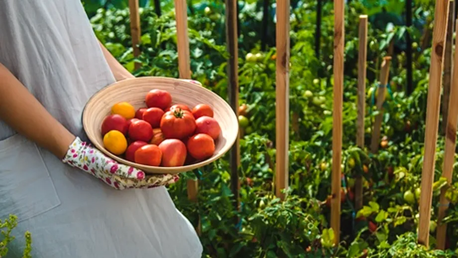 Ce să adaugi la baza roșiilor la finalul lunii iulie. Te va ajuta să ai o recoltă bogată de tomate