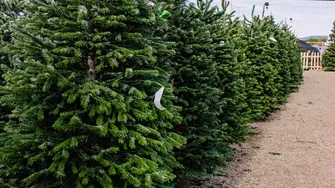De ce bradul de Crăciun nu mai are mirosul la fel de puternic ca-n copilărie