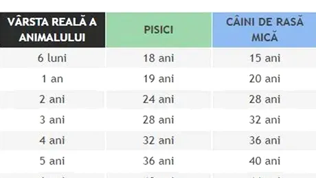 Tabel pentru câini și pisici | Ce vârstă are animalul tău de companie, în ani omenești, în funcție de rasă și de câți ani are acum