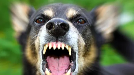 Aparatul cu ultrasunete – soluţia sigură împotriva câinilor agresivi!