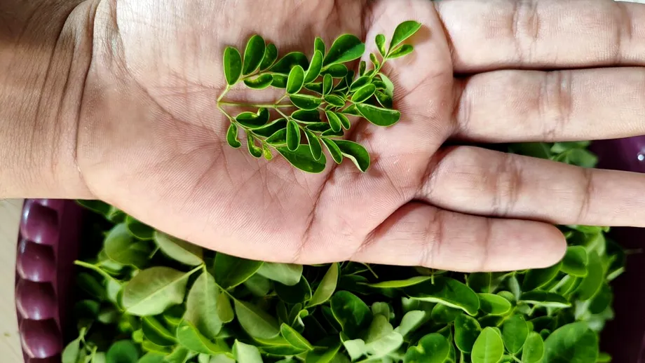 Planta despre care se spune că are mai mult calciu decât laptele. I se spune „antibioticul naturii”