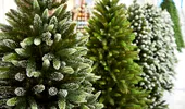 Bradul de Crăciun – natural sau artificial? Ce avantaje şi dezavantaje are fiecare