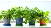Plante de apartament toxice pentru copii și animale: ce trebuie să știi înainte să le ții în casă