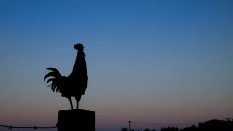 Ce înseamnă când cântă cocoșul noaptea? Semnificațiile din tradiția populară și explicația specialiștilor