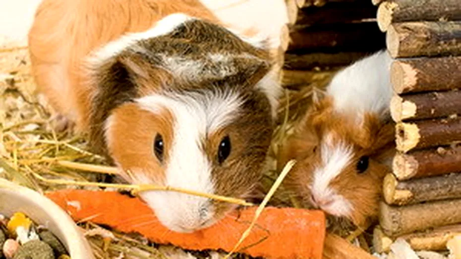 Hamsterii si porcusorii de Guineea - cum ii ingrijim