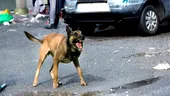 Ai fost mușcat de un câine? Medicii spun ce trebuie să faci imediat