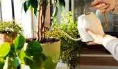 6 trucuri simple pentru a-ți salva plantele de interior
