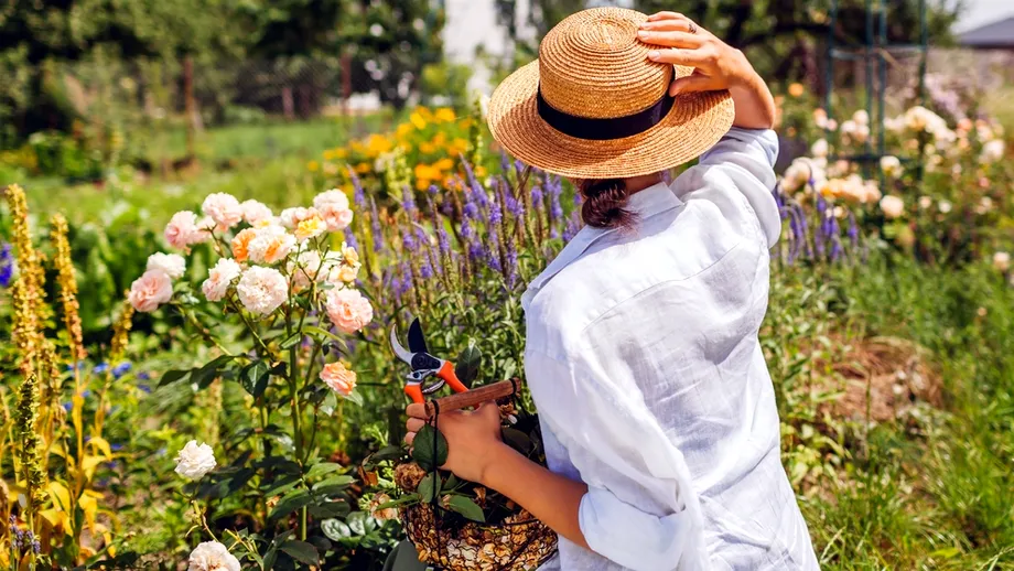 Condimentul banal care face minuni în grădină. Ce trebuie să presărați în jurul plantelor pe timpul verii