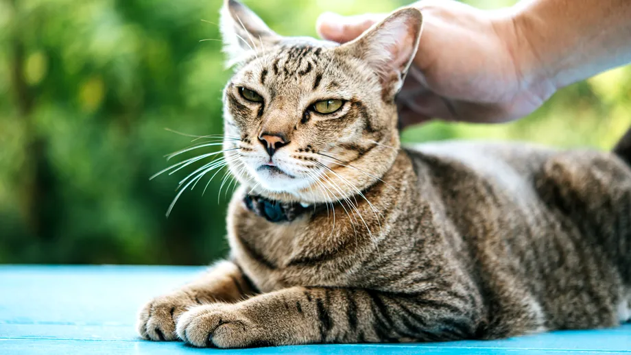 De ce te urmează pisica peste tot? Motivul pentru care felina ta vrea să-ți fie aproape mereu