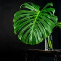 Frunzele plantei tale Monstera se îngălbenesc? Iată ce greșeli îi ucid planta fără să-ți dai seama