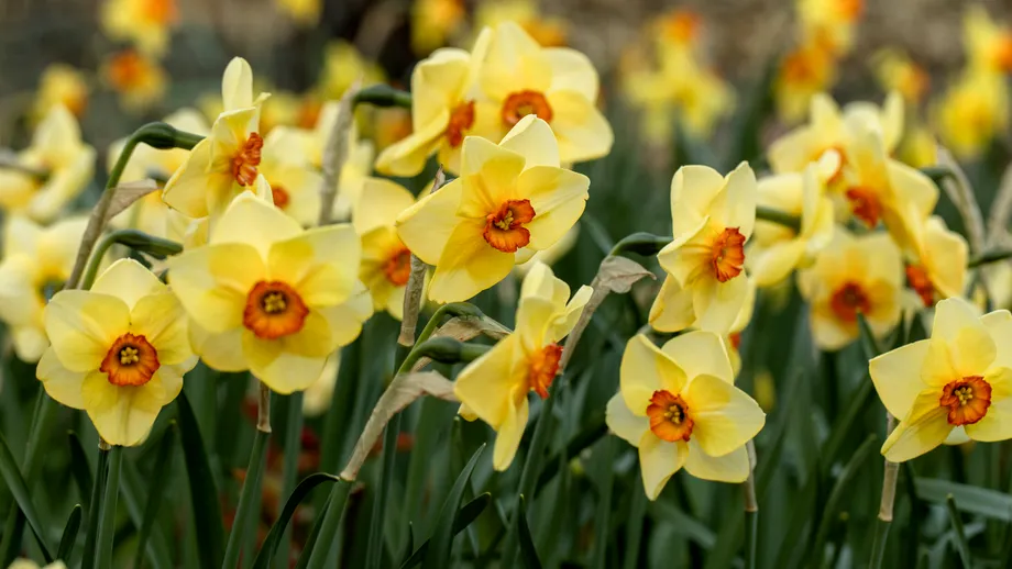 Florile pe care trebuie să le plantezi în aprilie, pentru o grădină înfloritoare la vară