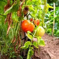 Cum recunoști și cum combați Tuta absoluta, molia minieră a tomatelor