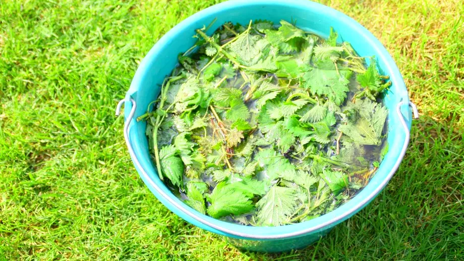 Plante care fac bine la reumatism. Ce plante „uitate” se foloseau la băi pentru dureri articulare sau osteoartrită