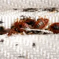 Mirosul subtil din cameră care trădează infestarea cu ploșnițe de pat