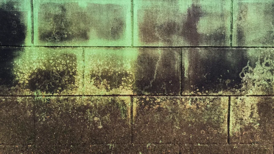 Cum elimini mucegaiul de pe pereți. Metode eficiente și sigure pentru a nu distruge vopseaua