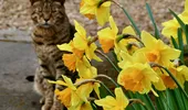 Sunt frumoase, dar pot fi letale! Florile toxice pe care mulți români le au în grădină, fără să știe la ce pericole se expun