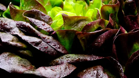 Salata cu frunze roșii și beneficiile sale uimitoare în sănătate