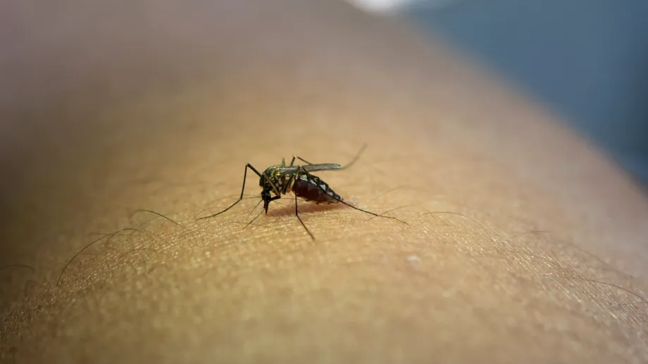 Alertă de la INSP: 58 de cazuri de West Nile în România. Bucureștiul, pe primul loc în clasamentul infectărilor