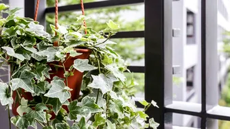 Planta care poate „curăța” aerul poluat în doar 12 ore. Un aliat minunat pentru persoanele cu alergii și astm