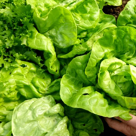 Cum să păstrezi salata verde proaspătă 30 de zile și cum o salvezi pe cea deja ofilită