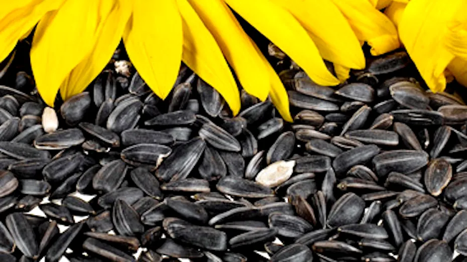 Seminţele de floarea-soarelui, sursă de sănătate şi energie