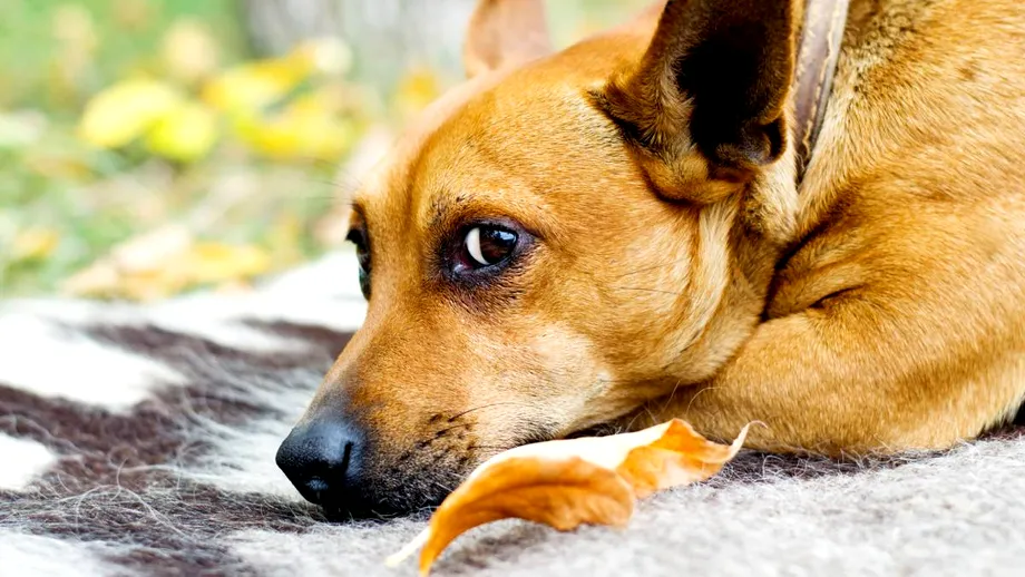 Care sunt alimentele interzise câinilor. Trebuie evitate cu orice preț! Sunt fatale pentru ei