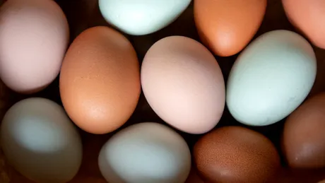 Ouă maro sau ouă albe? Care sunt mai sănătoase
